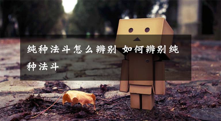 纯种法斗怎么辨别 如何辨别纯种法斗文章配图