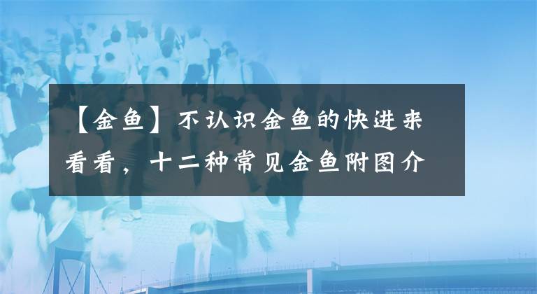 【金鱼】不认识金鱼的快进来看看，十二种常见金鱼附图介绍