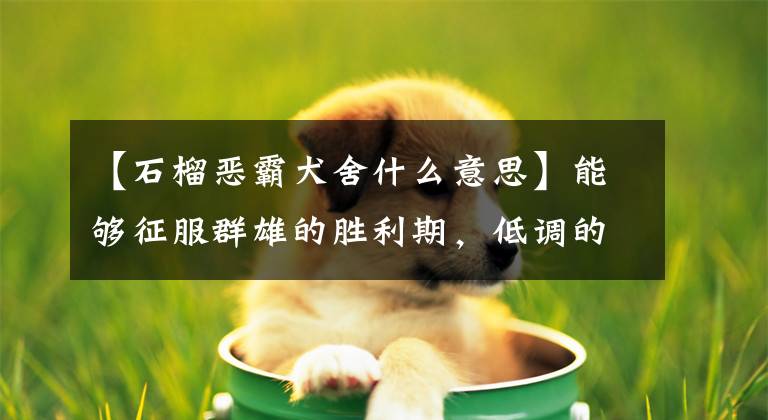 【石榴恶霸犬舍什么意思】能够征服群雄的胜利期，低调的流氓犬舍一品种“大金”火爆地袭击了！文章配图