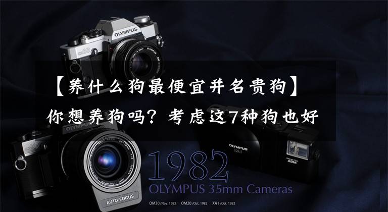 【养什么狗最便宜并名贵狗】你想养狗吗？考虑这7种狗也好，不贵文章配图