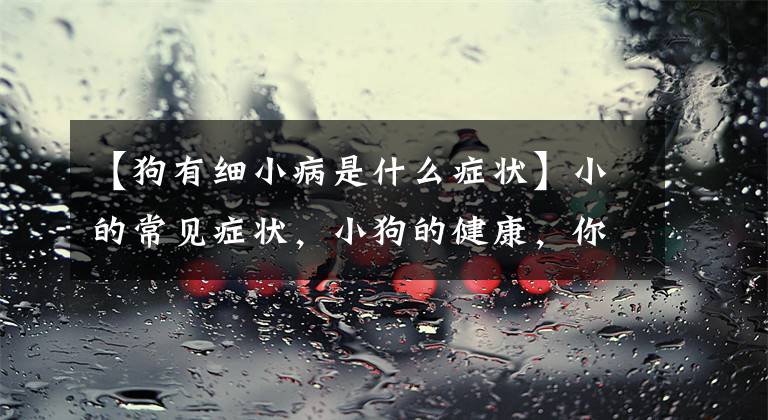 【狗有细小病是什么症状】小的常见症状，小狗的健康，你草率地#狗明星#文章配图