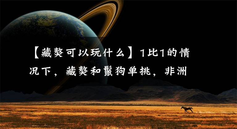 【藏獒可以玩什麼】1比1的情況下,藏獒和鬣狗單挑,非洲二哥有勝算嗎?