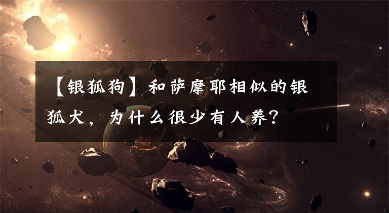 【银狐狗】和萨摩耶相似的银狐犬，为什么很少有人养？