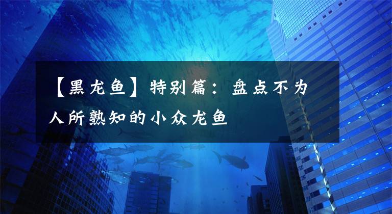 【黑龙鱼】特别篇：盘点不为人所熟知的小众龙鱼