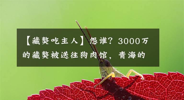 【藏獒吃主人】怨谁？3000万的藏獒被送往狗肉馆，青海的流浪獒“撕咬”旅行者