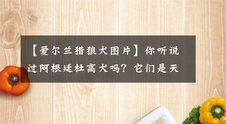 【爱尔兰猎狼犬图片】你听说过阿根廷杜高犬吗？它们是天生的猎手，融合了众多犬种优点