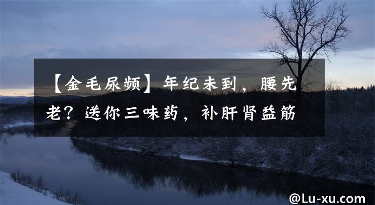 【金毛尿频】年纪未到，腰先老？送你三味药，补肝肾益筋骨，腰酸背痛远离我文章配图