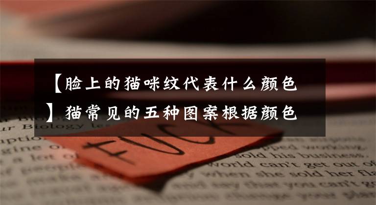 【脸上的猫咪纹代表什么颜色】猫常见的五种图案根据颜色的不同，性格也不同文章配图