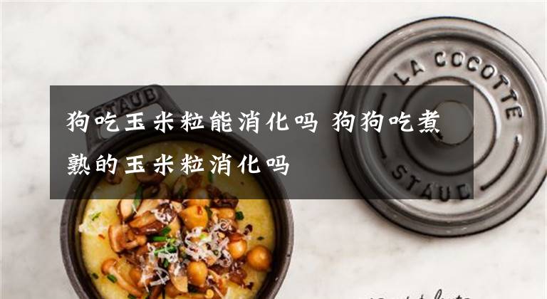 狗吃玉米粒能消化吗 狗狗吃煮熟的玉米粒消化吗文章配图