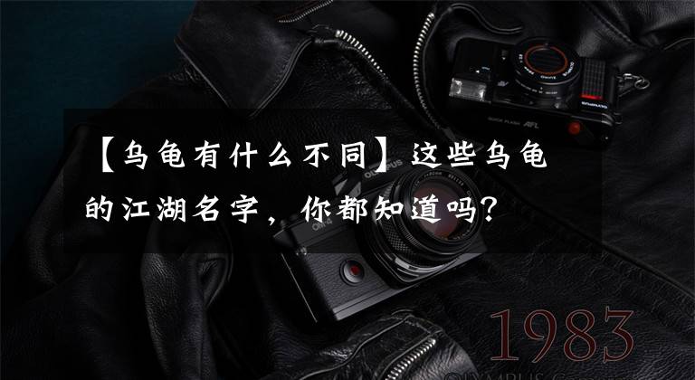 【乌龟有什么不同】这些乌龟的江湖名字，你都知道吗？文章配图