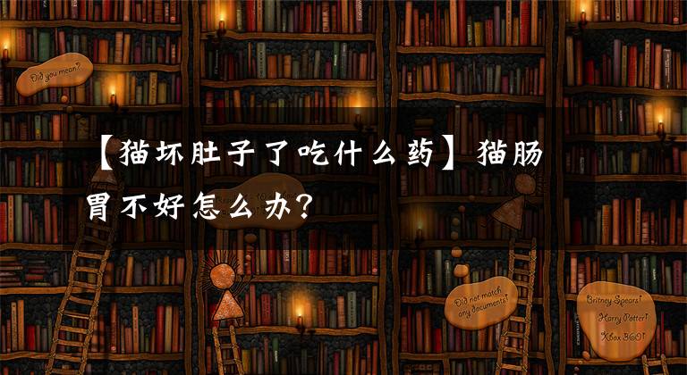 【猫坏肚子了吃什么药】猫肠胃不好怎么办？文章配图