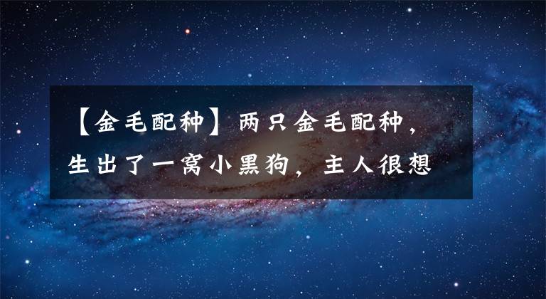 【金毛配种】两只金毛配种，生出了一窝小黑狗，主人很想知道发生了什么