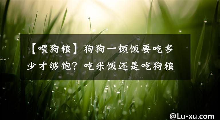 【喂狗粮】狗狗一顿饭要吃多少才够饱？吃米饭还是吃狗粮好？