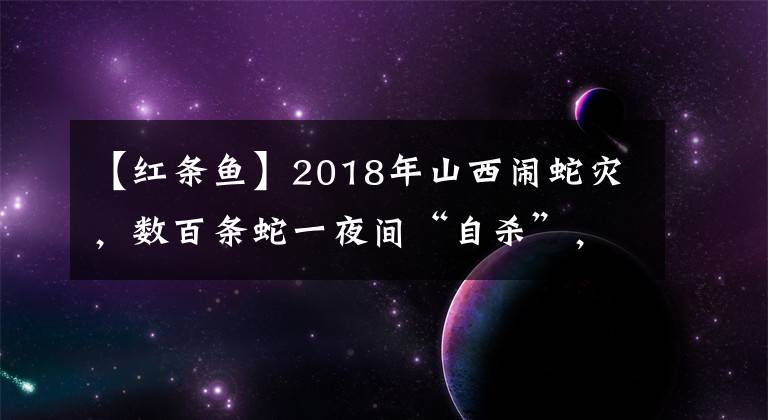 【红条鱼】2018年山西闹蛇灾，数百条蛇一夜间“自杀”，政府派两位博士调查