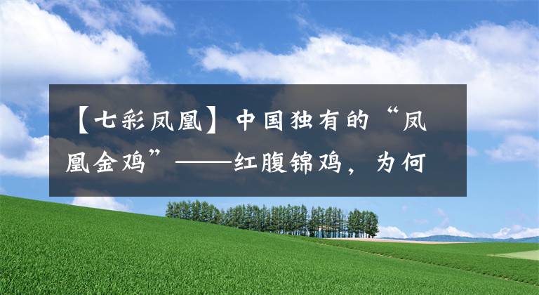 【七彩凤凰】中国独有的“凤凰金鸡”——红腹锦鸡，为何只是“代国鸟”？