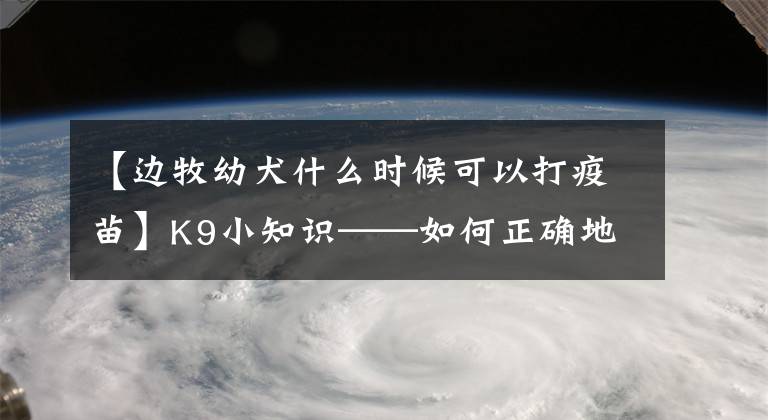 【边牧幼犬什么时候可以打疫苗】K9小知识——如何正确地给边牧防疫？