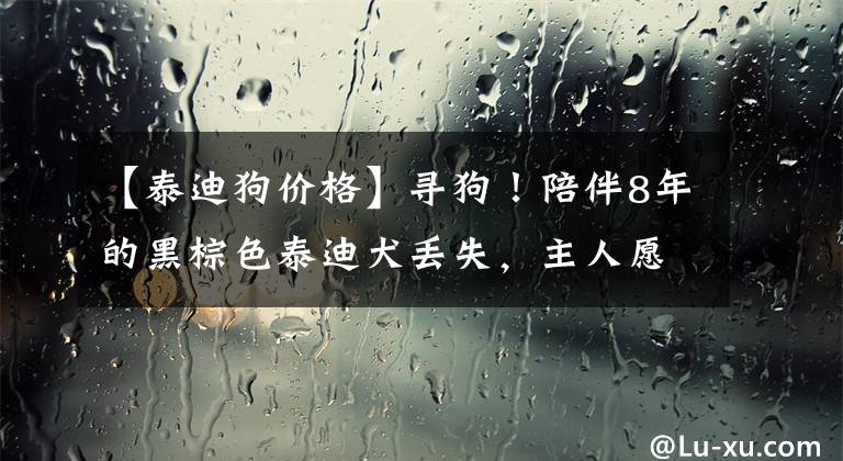 【泰迪狗价格】寻狗！陪伴8年的黑棕色泰迪犬丢失，主人愿以5000元作酬谢