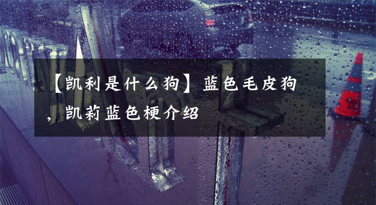 【凯利是什么狗】蓝色毛皮狗，凯莉蓝色梗介绍文章配图