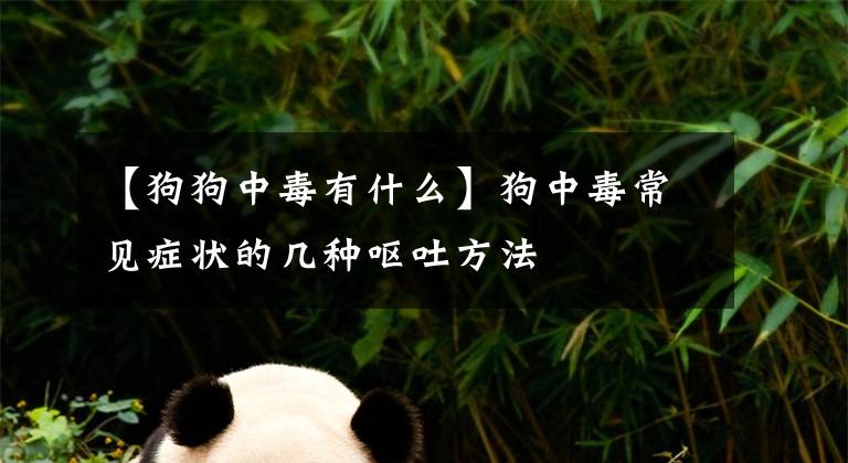 【狗狗中毒有什么】狗中毒常见症状的几种呕吐方法文章配图