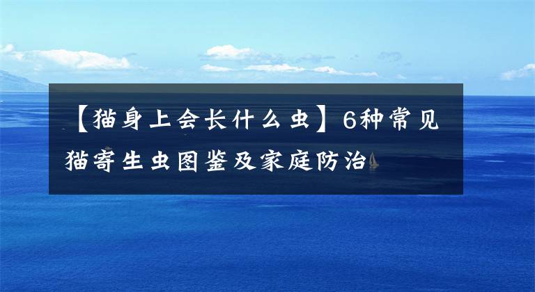 【猫身上会长什么虫】6种常见猫寄生虫图鉴及家庭防治文章配图