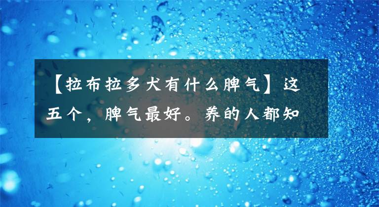 【拉布拉多犬有什么脾气】这五个，脾气最好。养的人都知道文章配图