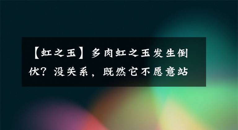 【虹之玉】多肉虹之玉发生倒伏？没关系，既然它不愿意站着生就让它趴着吧