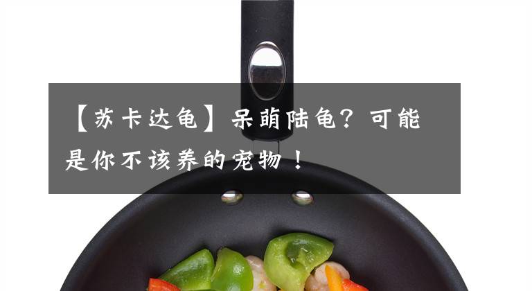 【苏卡达龟】呆萌陆龟？可能是你不该养的宠物！