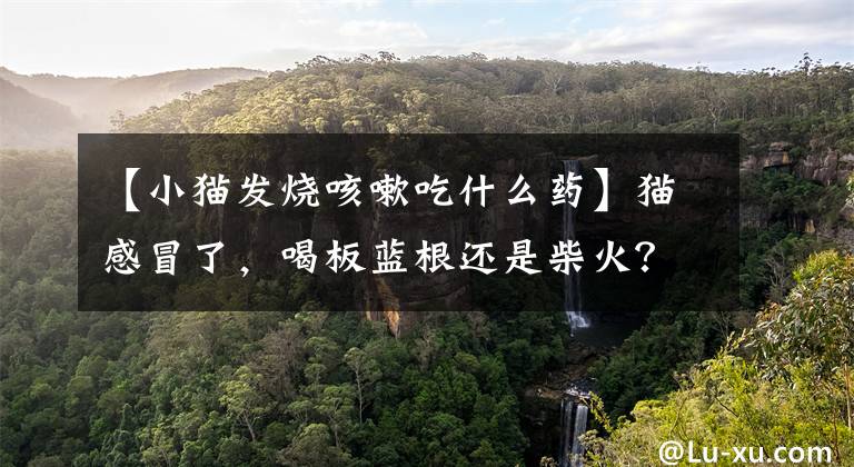 【小猫发烧咳嗽吃什么药】猫感冒了，喝板蓝根还是柴火？文章配图