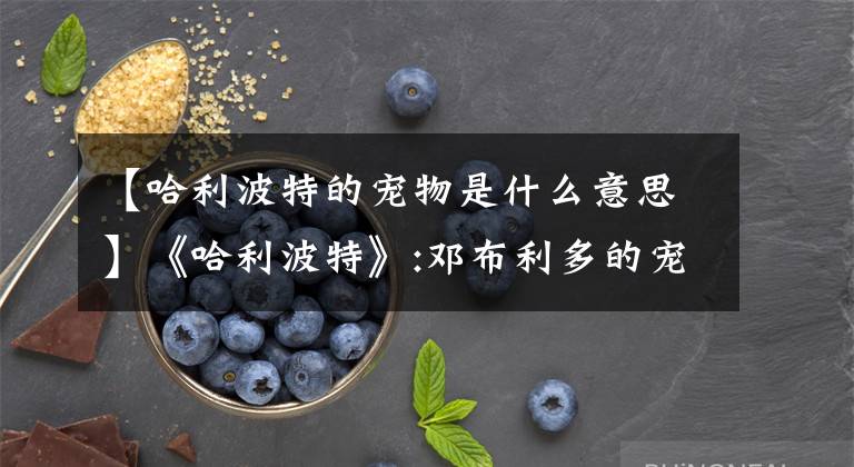 【哈利波特的宠物是什么意思】《哈利波特》:邓布利多的宠物凤凰福克斯多大？文章配图