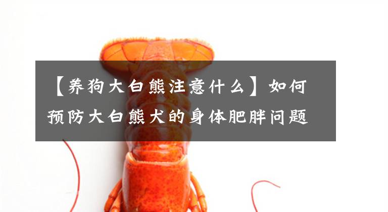 【养狗大白熊注意什么】如何预防大白熊犬的身体肥胖问题？文章配图