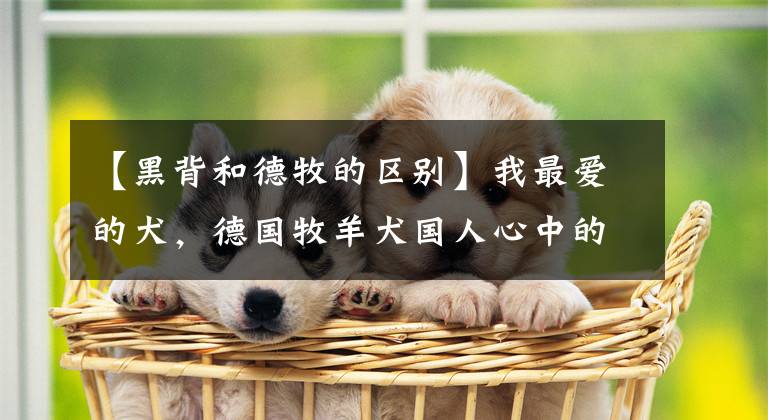 【黑背和德牧的区别】我最爱的犬，德国牧羊犬国人心中的黑背犬