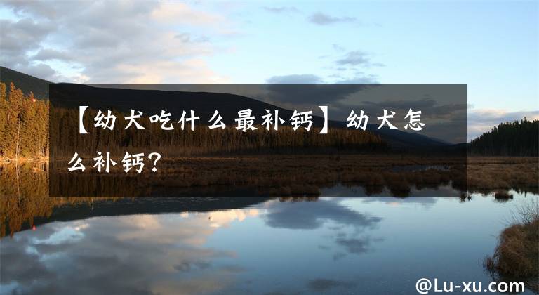 【幼犬吃什么最补钙】幼犬怎么补钙？文章配图