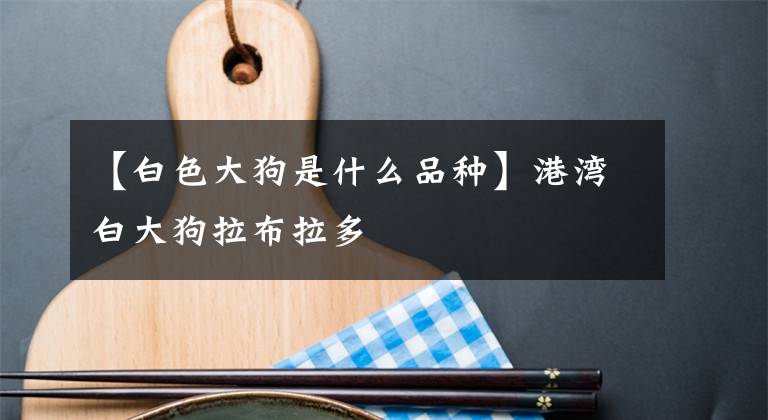 【白色大狗是什么品种】港湾白大狗拉布拉多文章配图