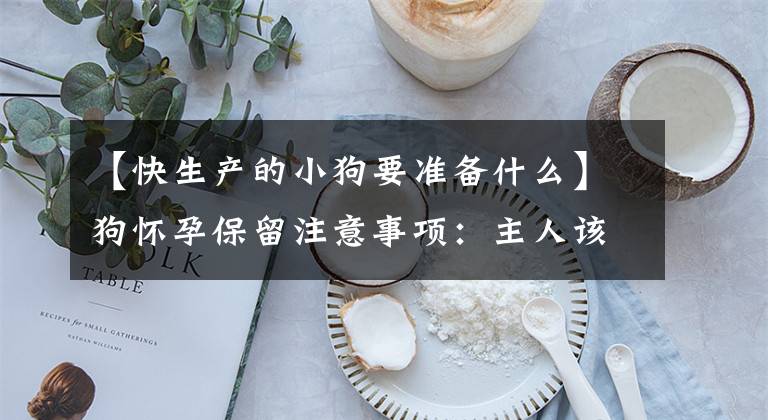 【快生产的小狗要准备什么】狗怀孕保留注意事项：主人该做什么？需要准备什么？文章配图