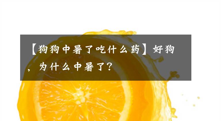【狗狗中暑了吃什么药】好狗，为什么中暑了？文章配图