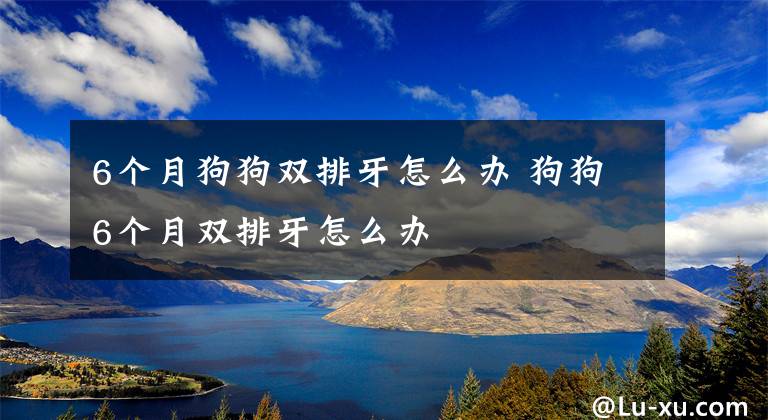 6个月狗狗双排牙怎么办 狗狗6个月双排牙怎么办文章配图