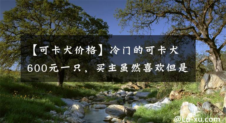 【可卡犬价格】冷门的可卡犬600元一只，买主虽然喜欢但是钱不够，无奈放弃！