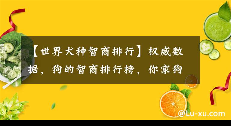 【世界犬种智商排行】权威数据，狗的智商排行榜，你家狗子排第几