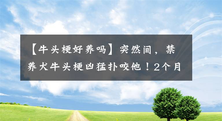 【牛头梗好养吗】突然间，禁养犬牛头梗凶猛扑咬他！2个月养犬投诉3000多，哪能办？