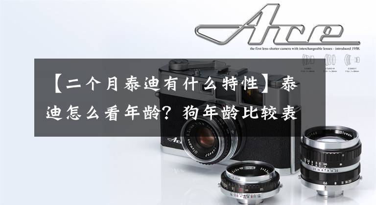 【二个月泰迪有什么特性】泰迪怎么看年龄？狗年龄比较表，你家的狗多大了？文章配图