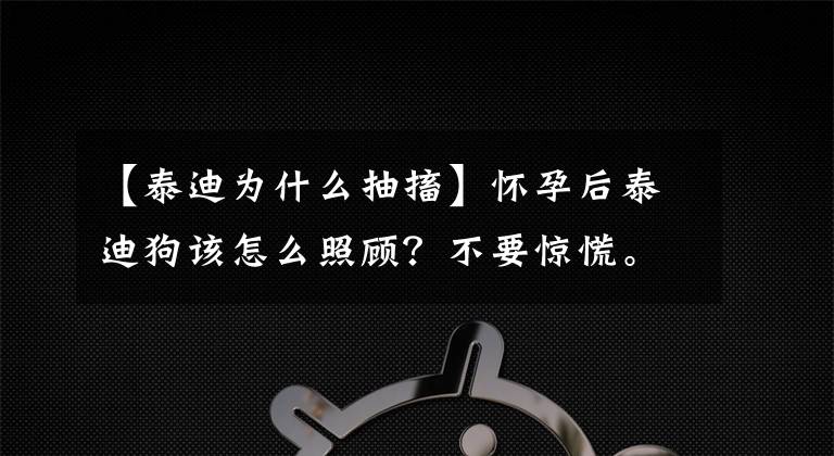 【泰迪为什么抽搐】怀孕后泰迪狗该怎么照顾？不要惊慌。现在告诉你文章配图