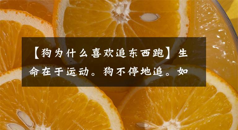 【狗为什么喜欢追东西跑】生命在于运动。狗不停地追。如何让它停止？(莎士比亚)。文章配图
