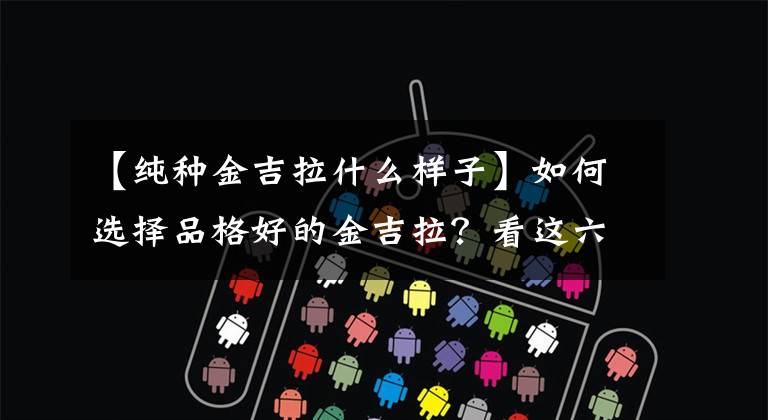 【纯种金吉拉什么样子】如何选择品格好的金吉拉？看这六个方面就够了文章配图
