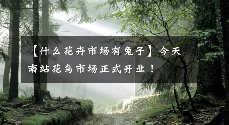 【什么花卉市场有兔子】今天南站花鸟市场正式开业！文章配图