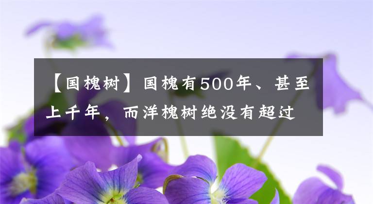 【国槐树】国槐有500年、甚至上千年，而洋槐树绝没有超过150年的，为什么？