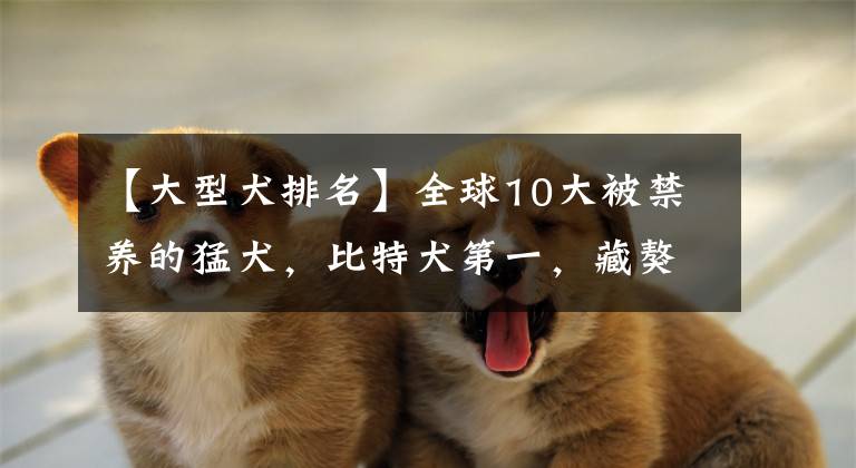【大型犬排名】全球10大被禁养的猛犬，比特犬第一，藏獒第七，你知道几个？