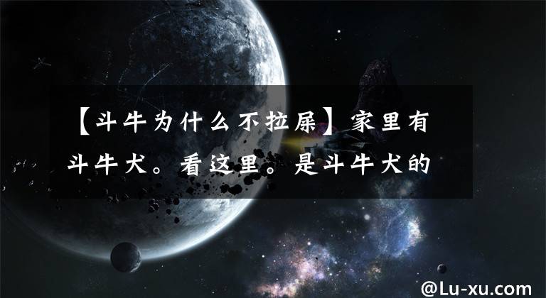 【斗牛为什么不拉屎】家里有斗牛犬。看这里。是斗牛犬的饲养知识收集！文章配图