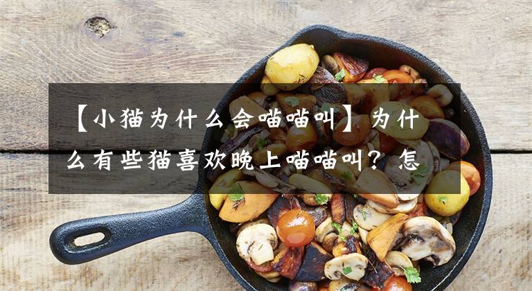 【小猫为什么会喵喵叫】为什么有些猫喜欢晚上喵喵叫？怎么样才能阻止猫的这种行为？文章配图