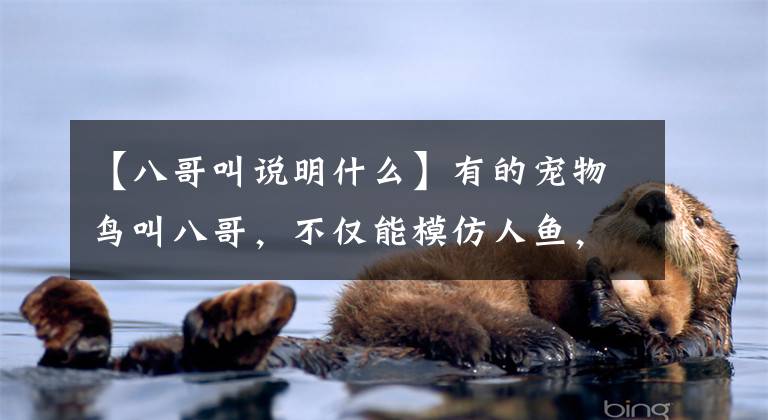 【八哥叫说明什么】有的宠物鸟叫八哥，不仅能模仿人鱼，还能模仿其他鸟的叫声。文章配图