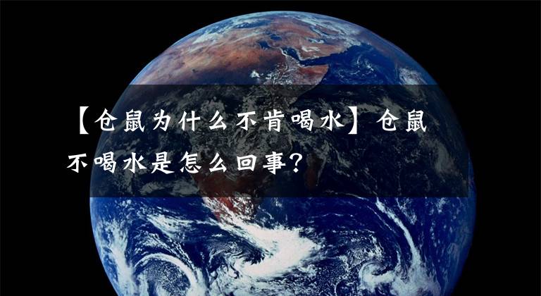 【仓鼠为什么不肯喝水】仓鼠不喝水是怎么回事？